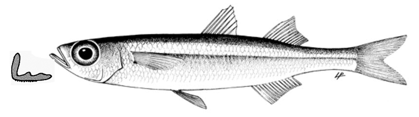 Atherina boyeri_01.jpg